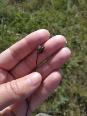 Cephalaria transsylvanica