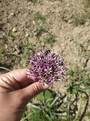 Allium cyrillii
