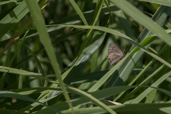 Rapala varuna formosana