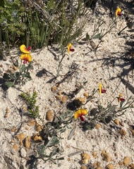Isotropis cuneifolia