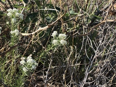 Lepidium alyssoides