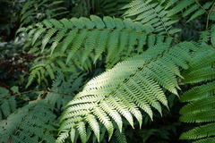 Pteris wallichiana