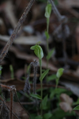 Pterostylis ectypha
