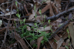 Pterostylis ectypha