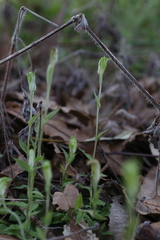 Pterostylis ectypha