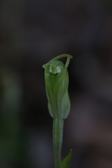 Pterostylis ectypha