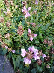 Prunella grandiflora