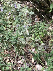 Pieris rapae
