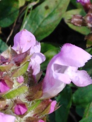 Prunella grandiflora