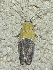Ponometia clausula