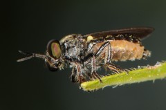 Cerotainia