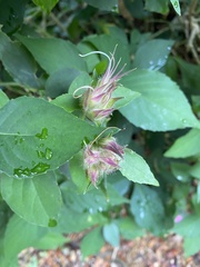 Suessenguthia multisetosa