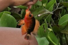 Amphilophus labiatus