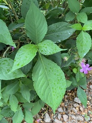 Suessenguthia multisetosa