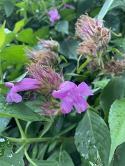 Suessenguthia multisetosa