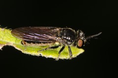 Cerotainia