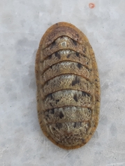 Ischnochiton rissoi