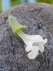 Melissa officinalis