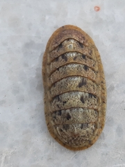 Ischnochiton rissoi