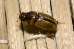 Labarrus lividus
