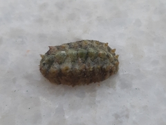 Acanthochitona fascicularis