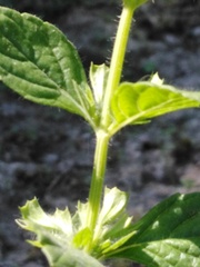 Melissa officinalis