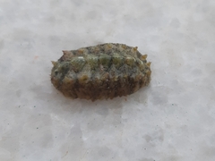 Acanthochitona fascicularis