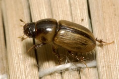 Labarrus lividus