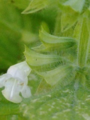 Melissa officinalis