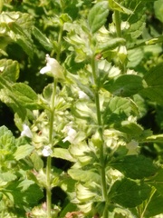 Melissa officinalis
