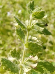 Melissa officinalis