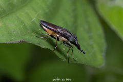 Idiella
