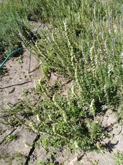 Hyssopus officinalis