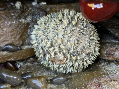 Amblypneustes elevatus