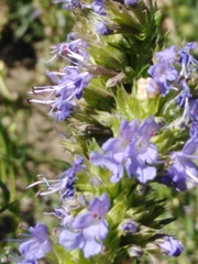 Hyssopus officinalis