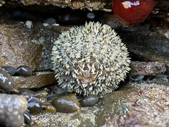 Amblypneustes elevatus