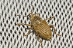 Curculio gyongyiae