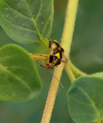 Liocoris tripustulatus