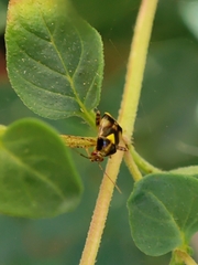 Liocoris tripustulatus