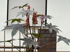 Ricinus communis