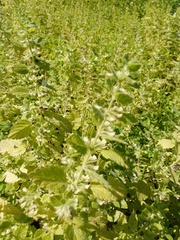 Melissa officinalis