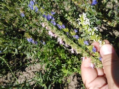Hyssopus officinalis