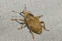 Curculio gyongyiae
