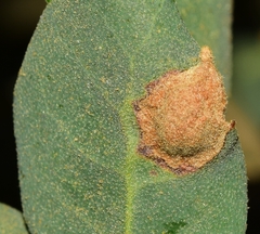 Plagiotrochus australis