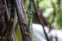 Diploderma polygonatum xanthostomum
