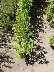 Ocimum basilicum