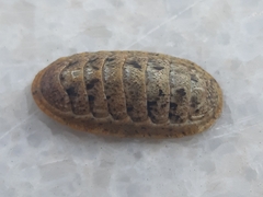 Ischnochiton rissoi