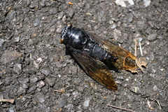 Cryptotympana holsti