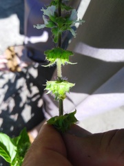 Ocimum basilicum