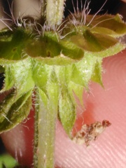 Ocimum basilicum